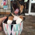 Yawning Out Of My Cup