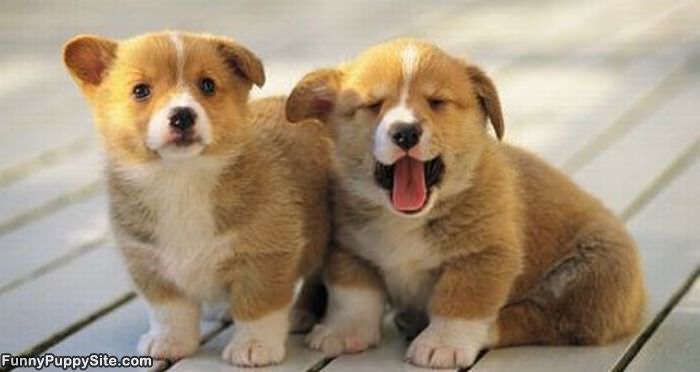 2 Cute Puppies