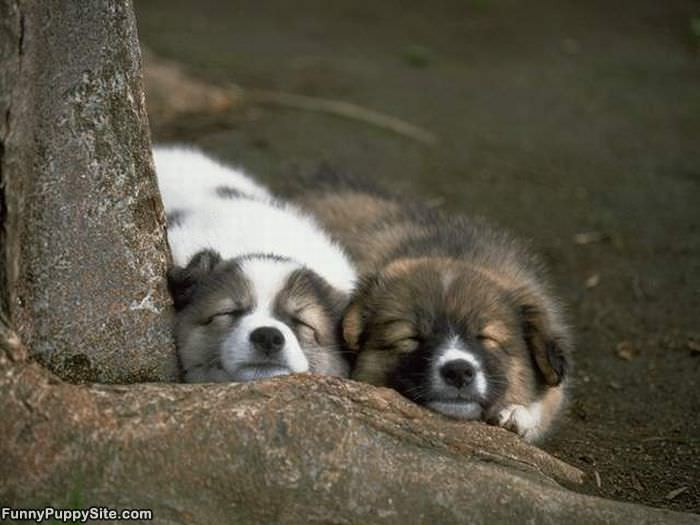 2 Cute Sleeping Puppies