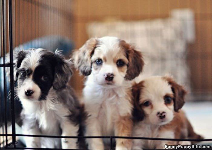 3 Adorable Puppies