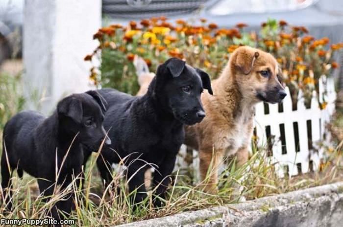 3 Cute Puppies