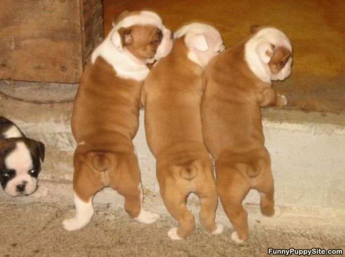 3 Puppies Haning Out