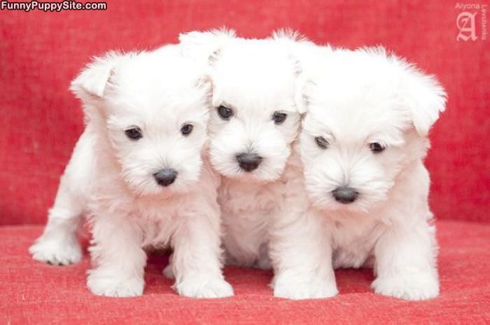 3 White Puppies