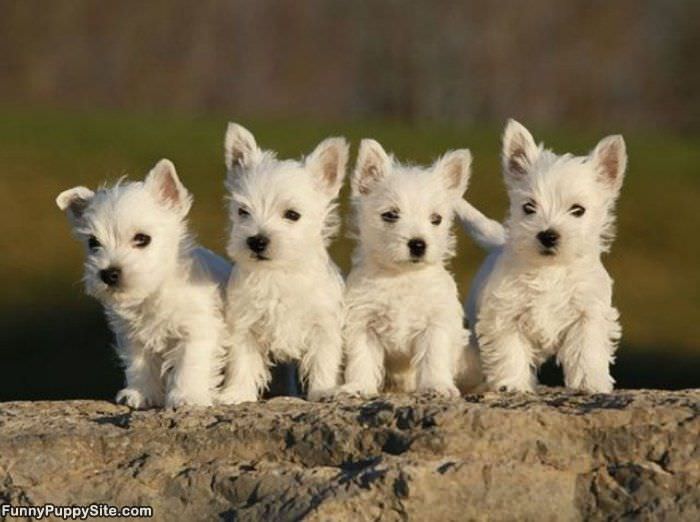 4 Adorable Puppies