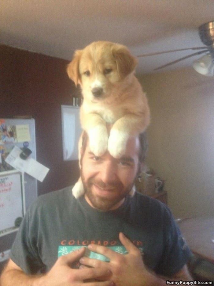 A Puppy For A Hat