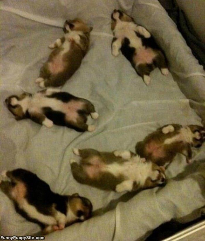 All These Passed Out Puppies