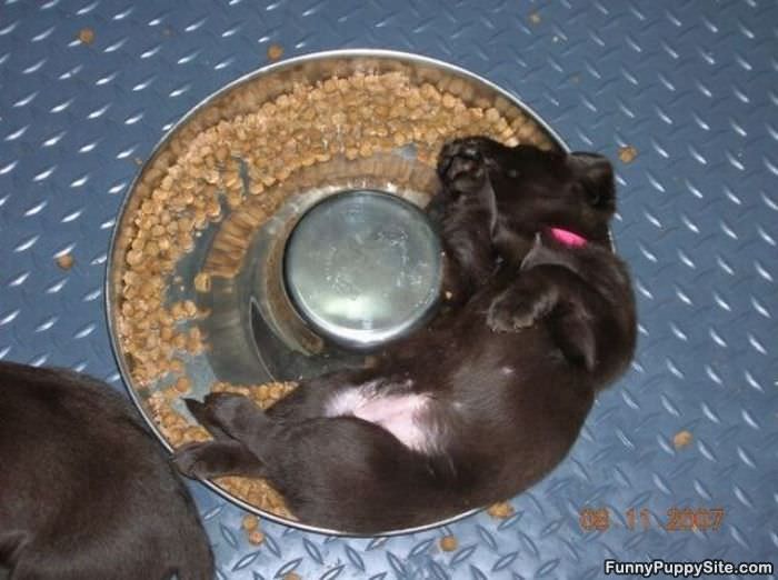 Asleep In My Bowl