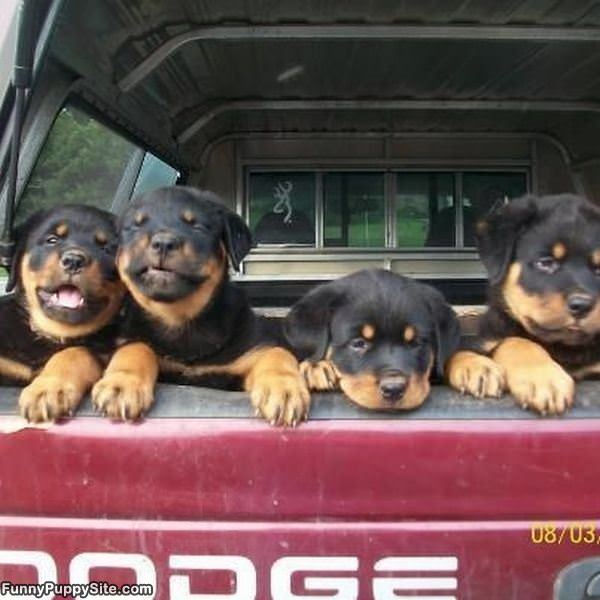 Awesome Fun Puppies