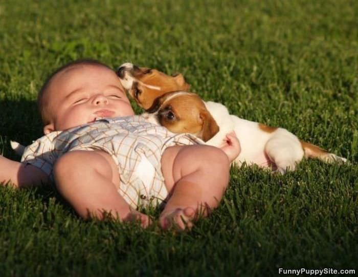 Baby And Puppies