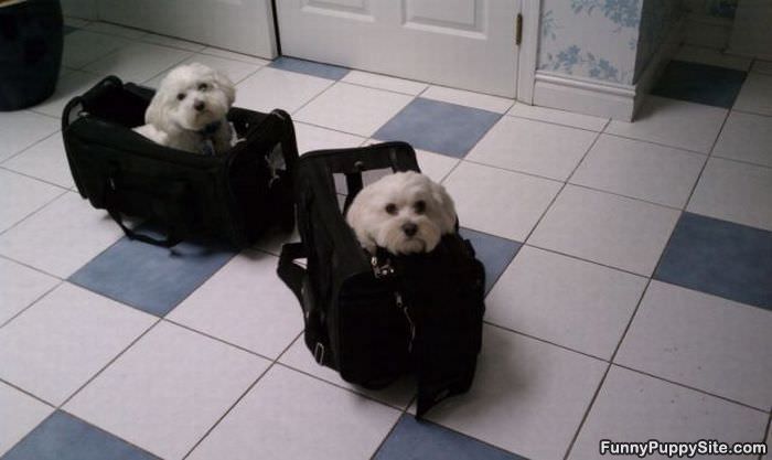 Bags Of Puppies