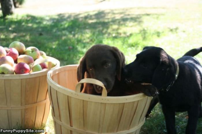 Basket Of One