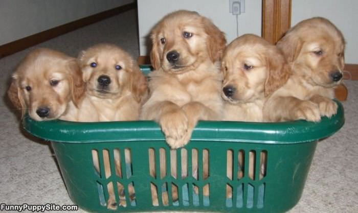 Basket Of Puppies