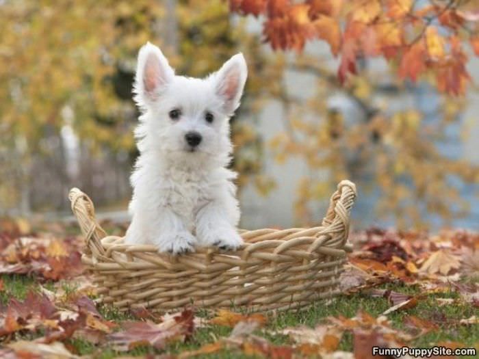 Basket Of Puppy