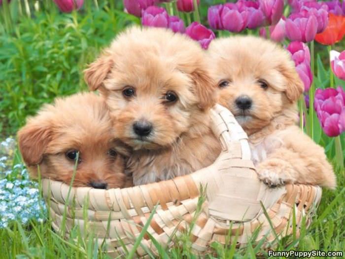 Basket Of Pups