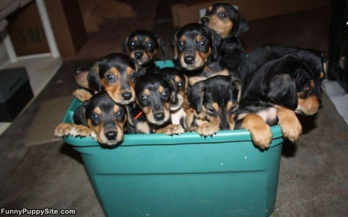 Big Puppy Basket