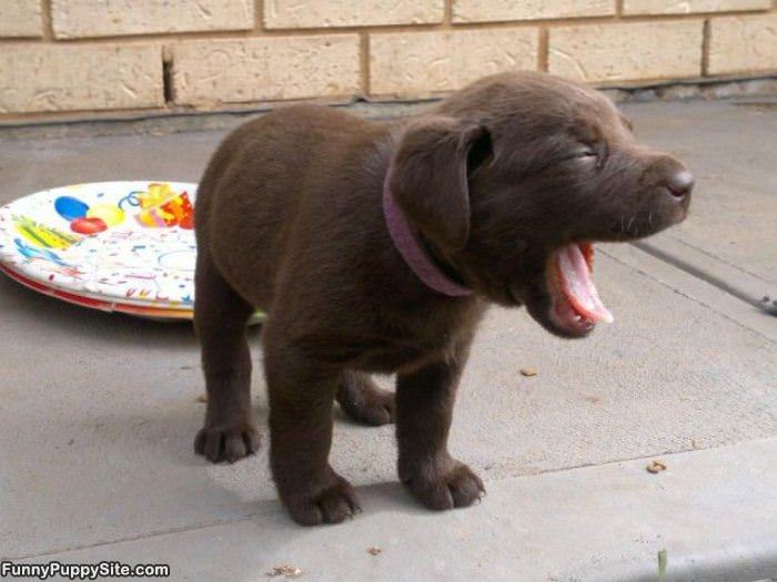 Big Yawn Brown Puppy