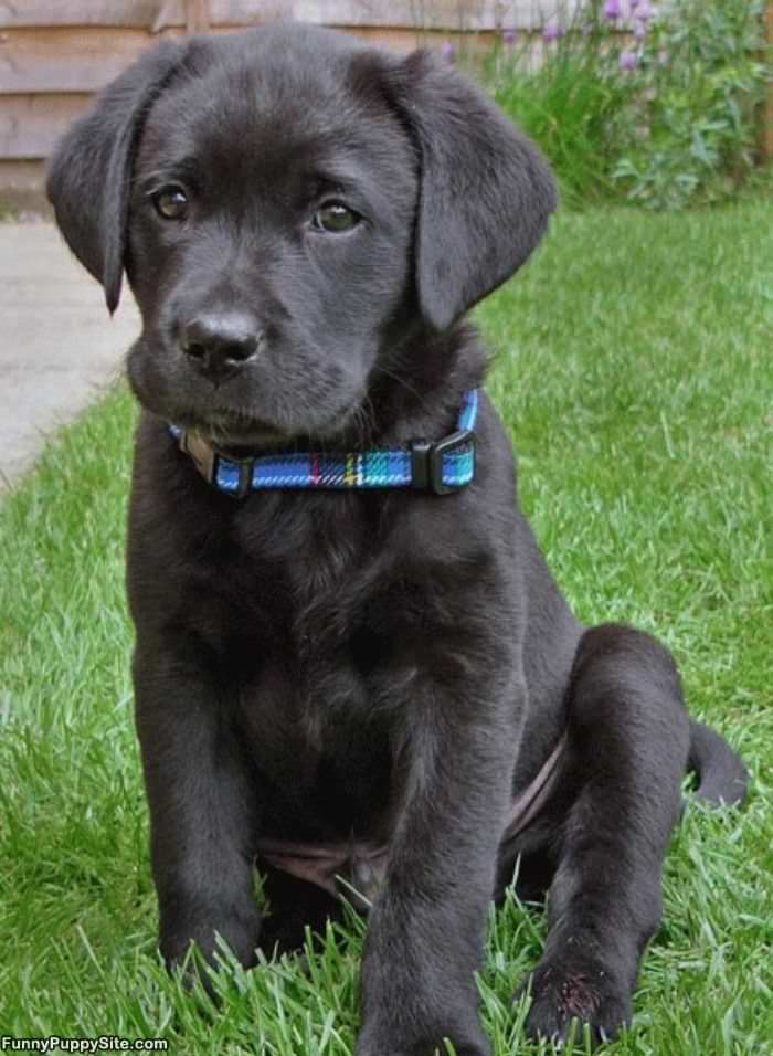 Black Puppy Here