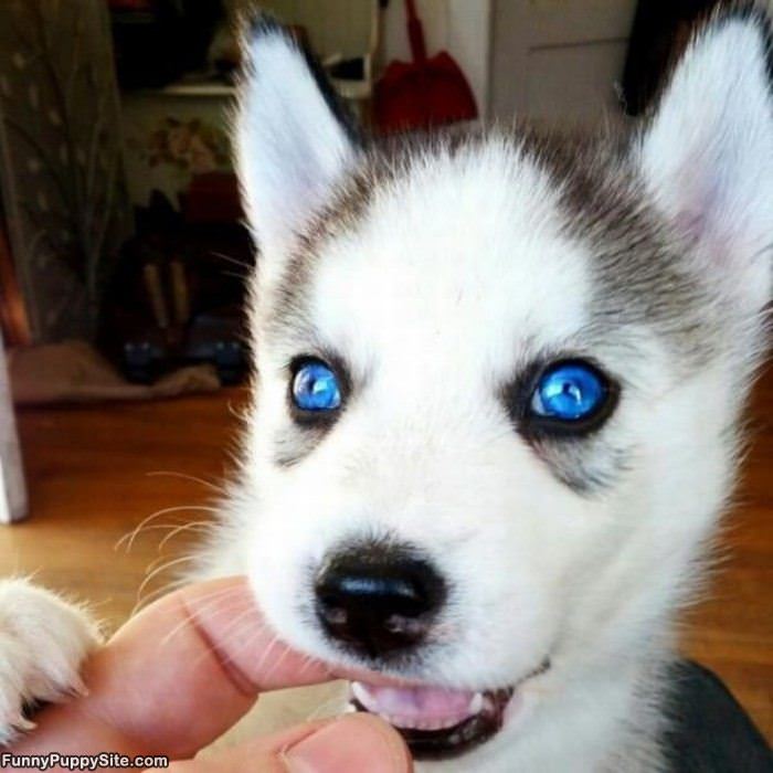 Blue Eyes