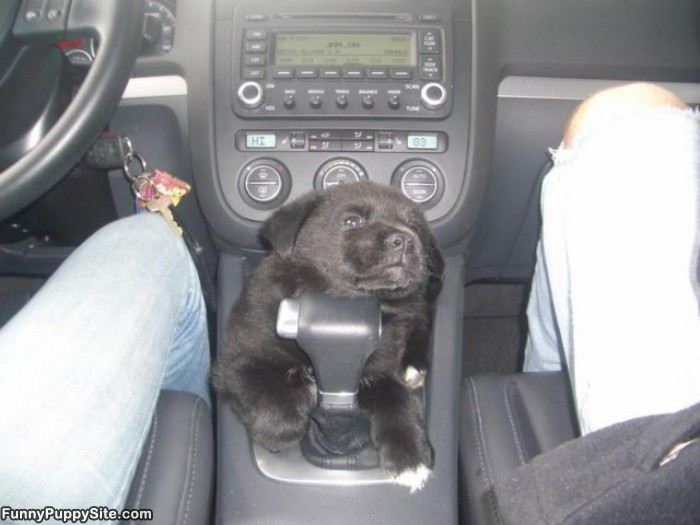 Can I Drive Please