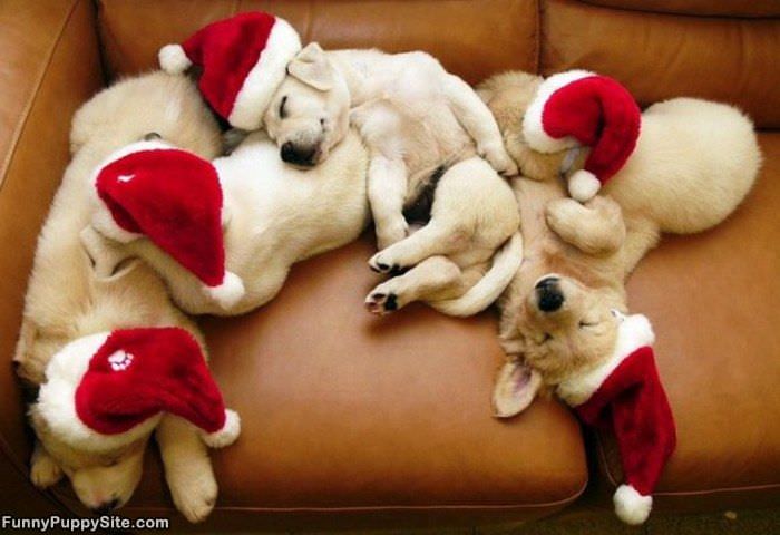 Christmas Puppies