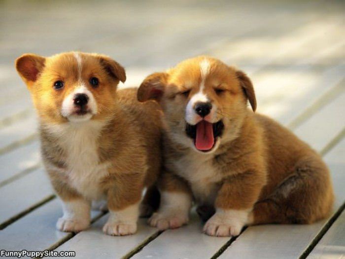 Couple Of Cute Puppies