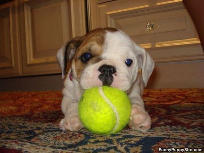 Cute Little Puppy And Ball