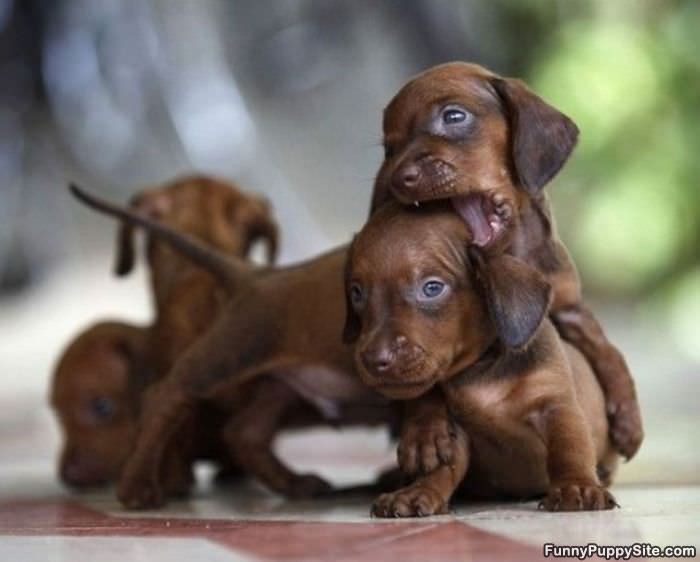 Cute Nomnom Puppies