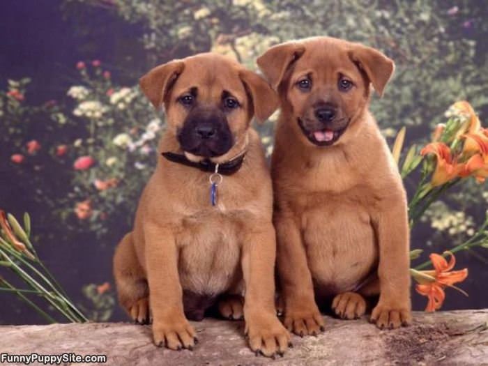 Cute Posing Puppies