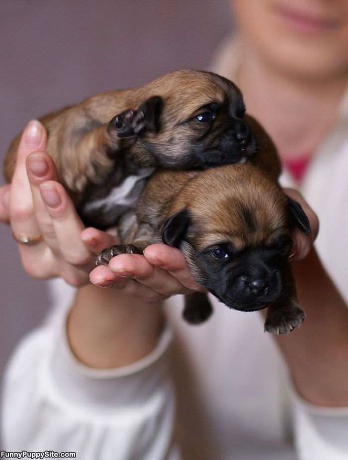 Cute Puppies