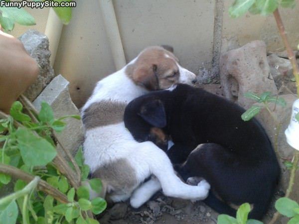 Cute Puppies Sleeping Together