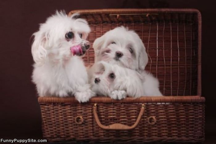 Cute Puppy Basket