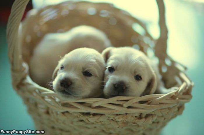 Cute Puppy Basket
