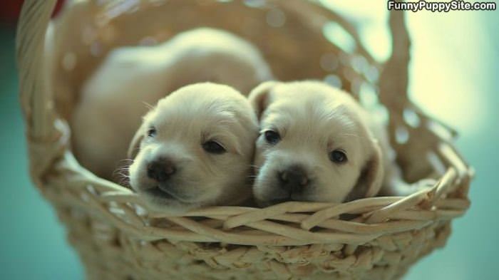 Cute Puppy Basket