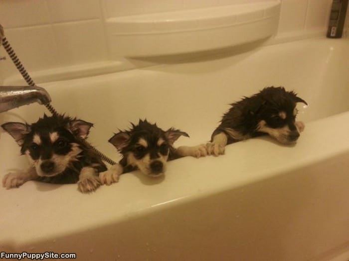 Cute Puppy Bath Time