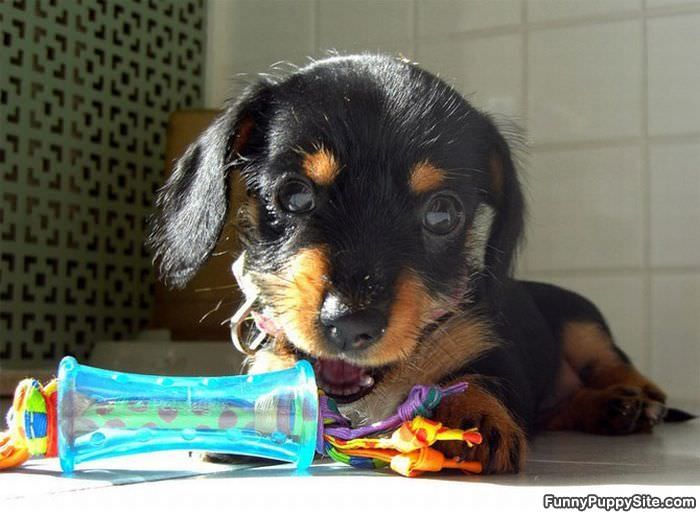 Cute Puppy Chew Toy