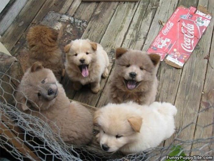 Cute Puppy Gang