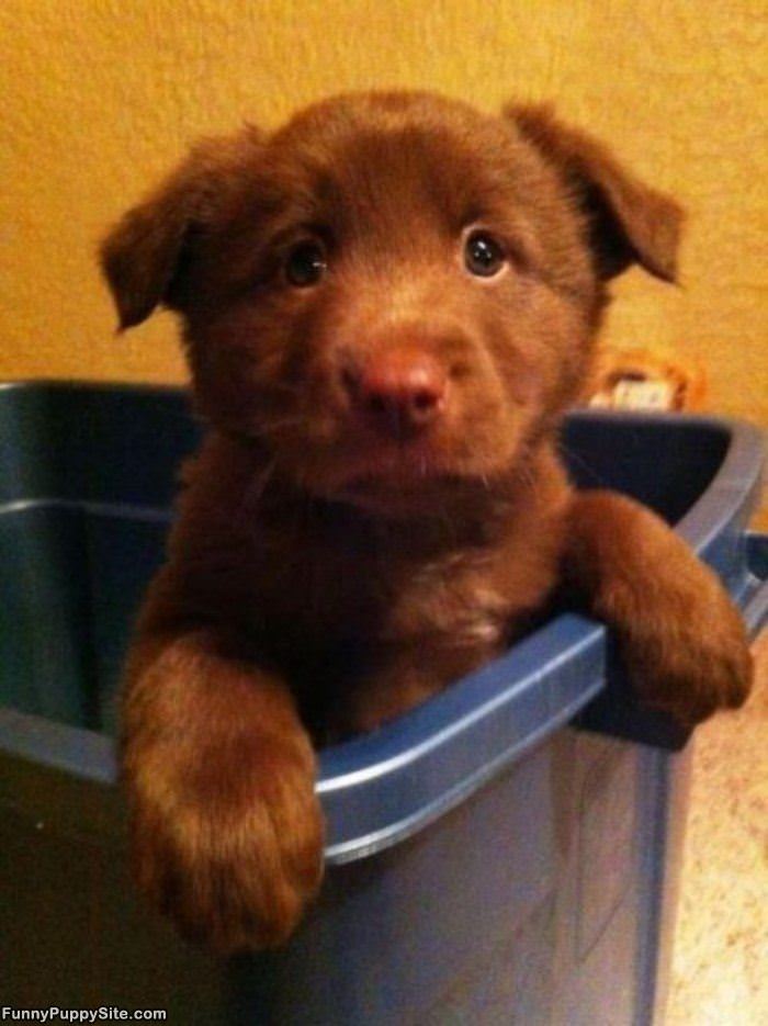 Cute Puppy In A Box