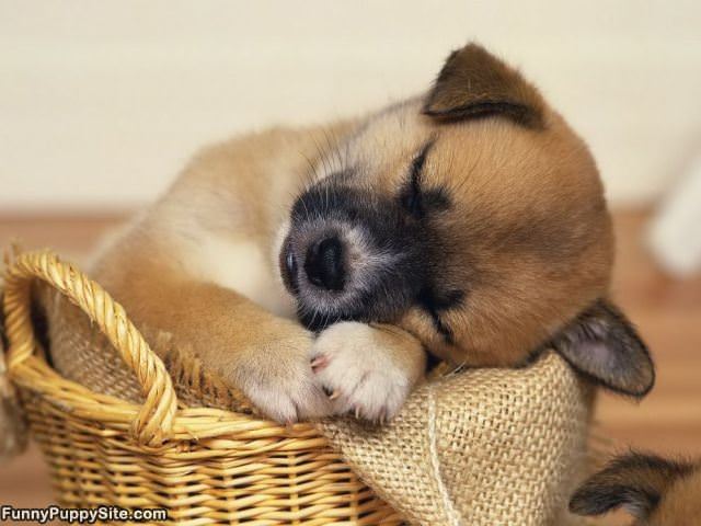 Cute Puppy Sleeping