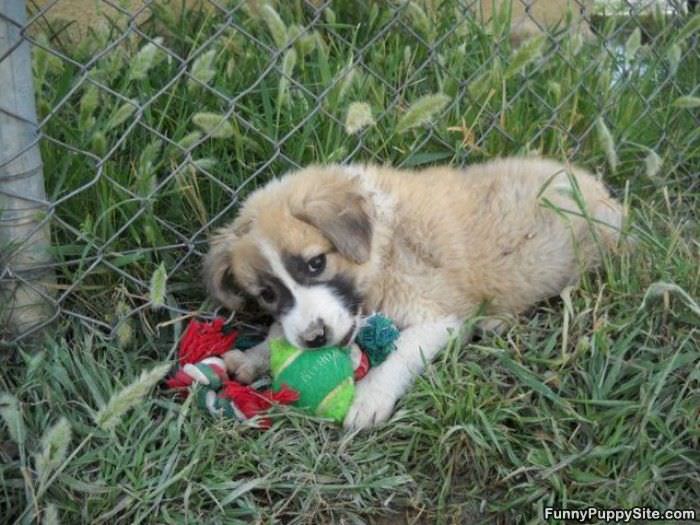 Cute Puppy With His Ball