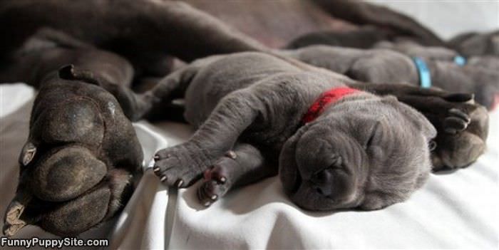 Cute Sleeping Puppies