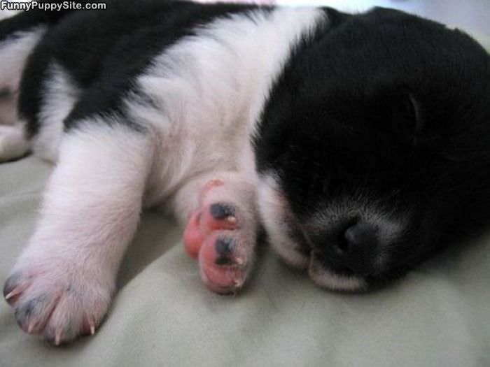 Cute Sleeping Puppy