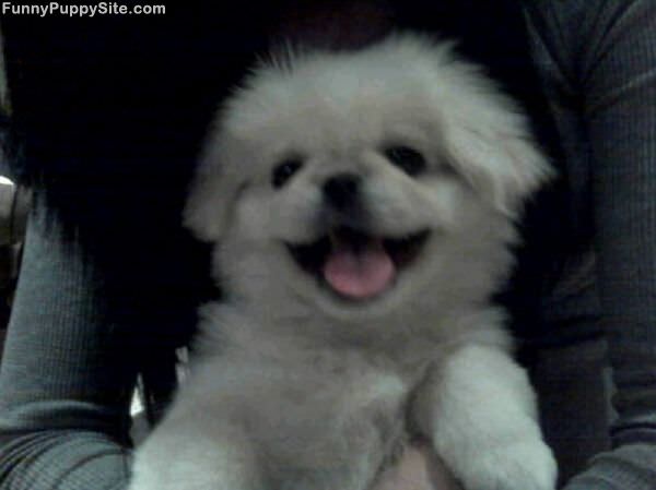 Cute Smiley Puppy