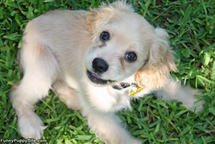 Cute Spaniel Puppy