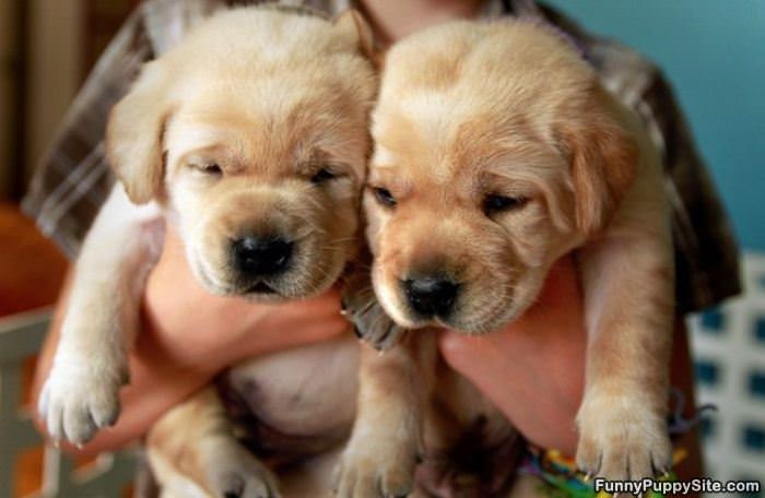 Cute Tired Puppies