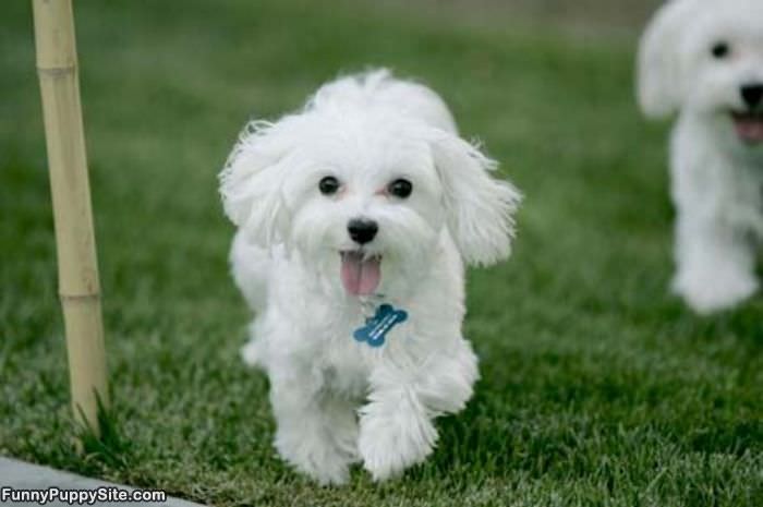 Cute White Puppy