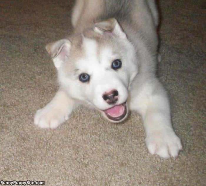 Cute White Puppy