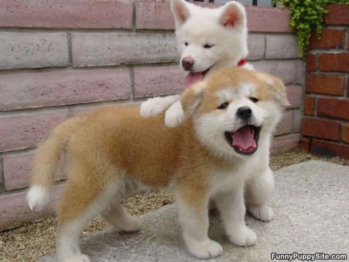 Cutest Fluffy Puppies - funnypuppysite.com
