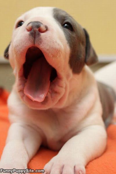 Cutest Puppy Yawn