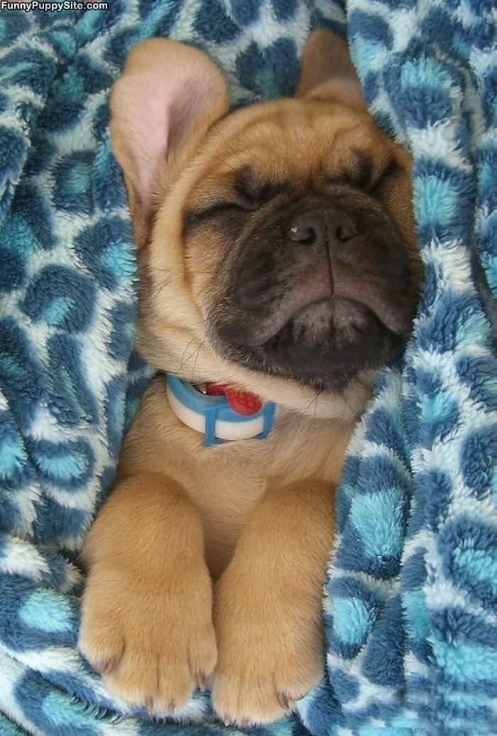 Cutest Sleeping Puppy