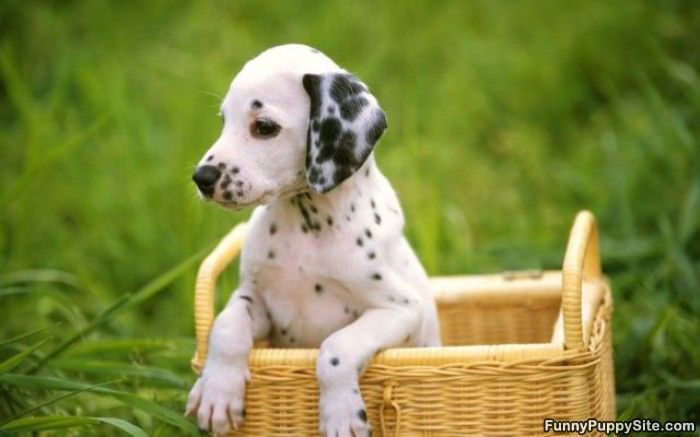 Dalmation Puppy